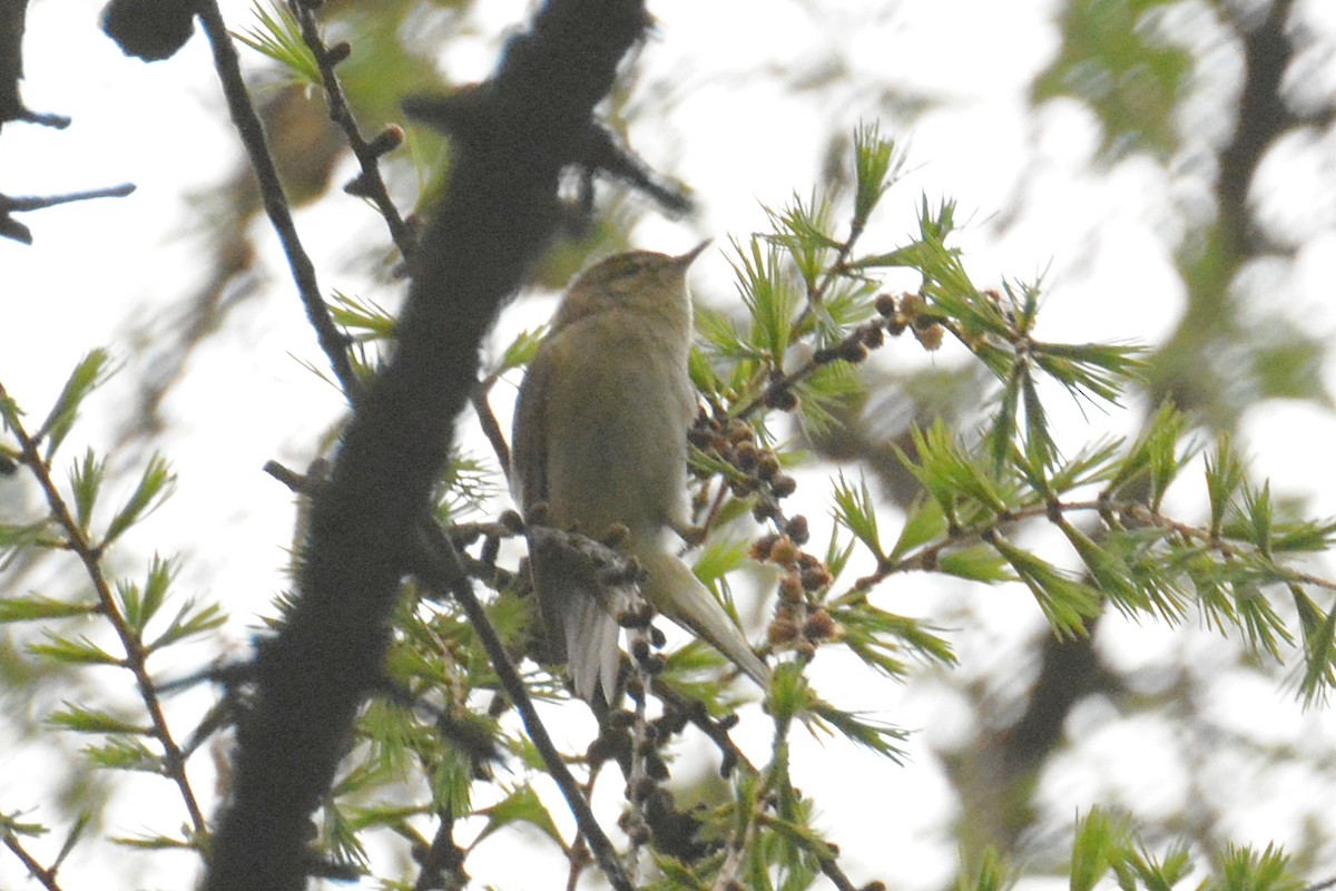 Willow Warbler - Svetlana Fomicheva