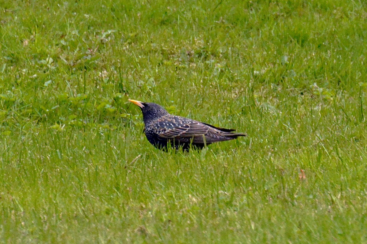 European Starling - Svetlana Fomicheva