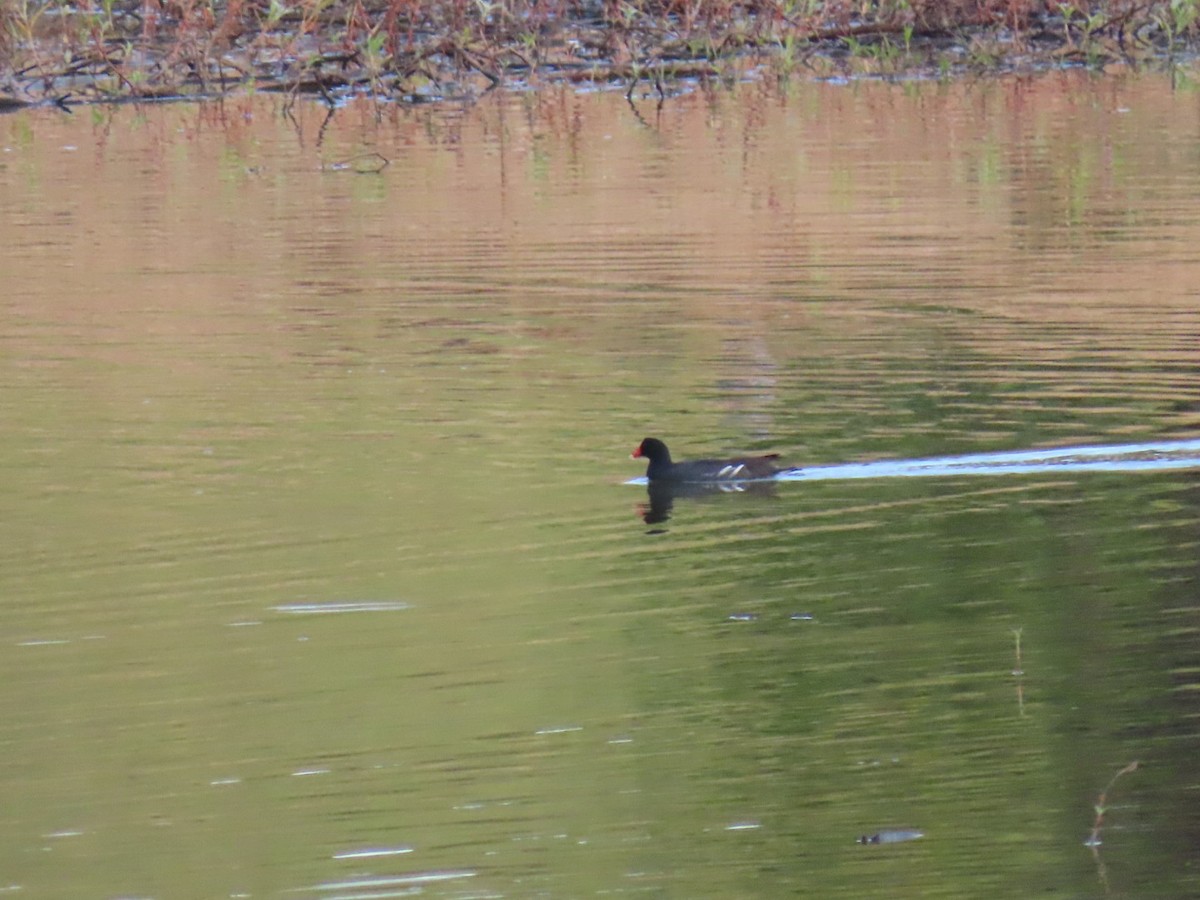 Common Gallinule - Meire Efigênia Pereira de Godoi Zoião