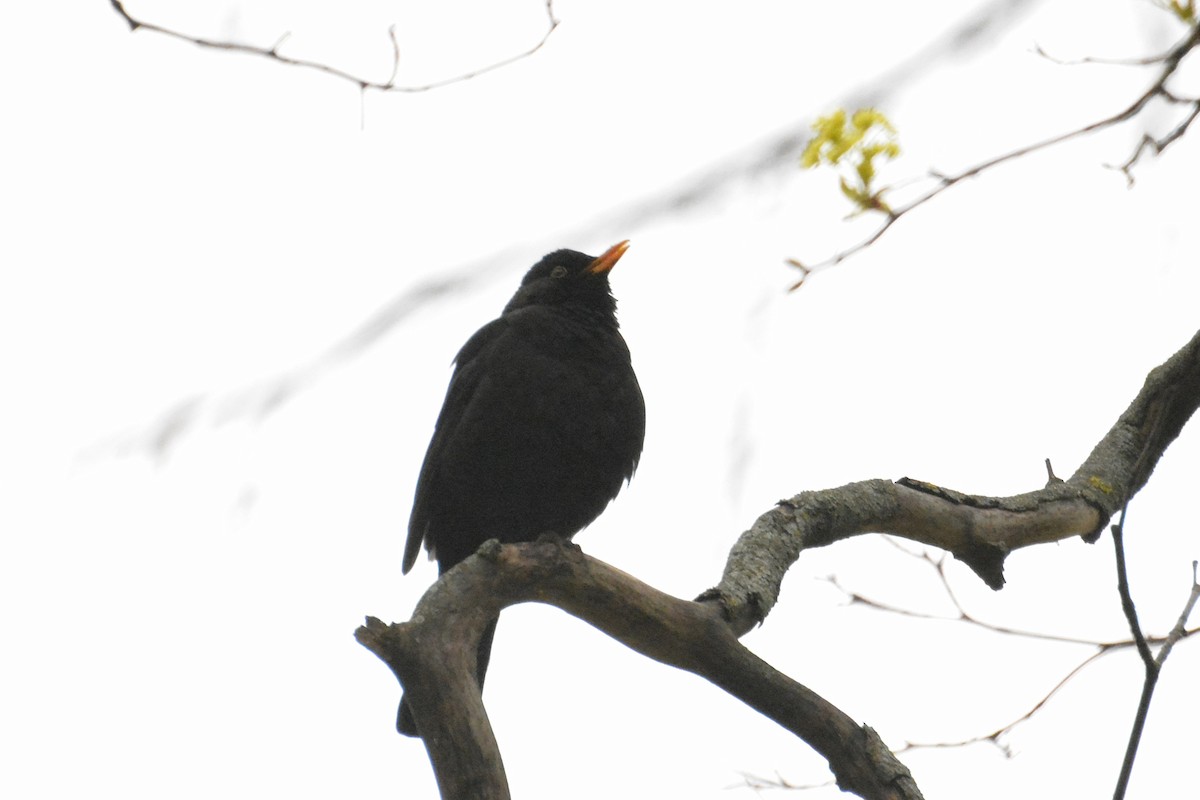 Eurasian Blackbird - Svetlana Fomicheva