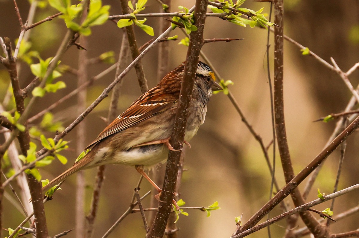 White-throated Sparrow - Ian Somerville