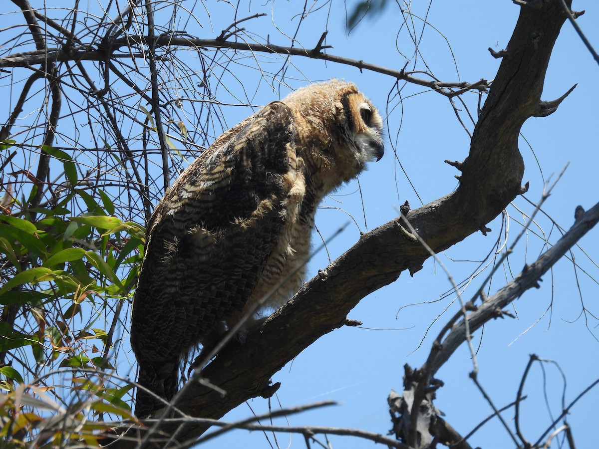 Great Horned Owl - Carolyn Willcox