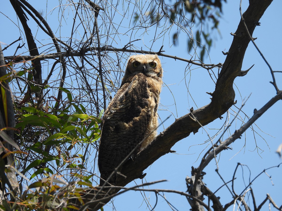 Great Horned Owl - Carolyn Willcox