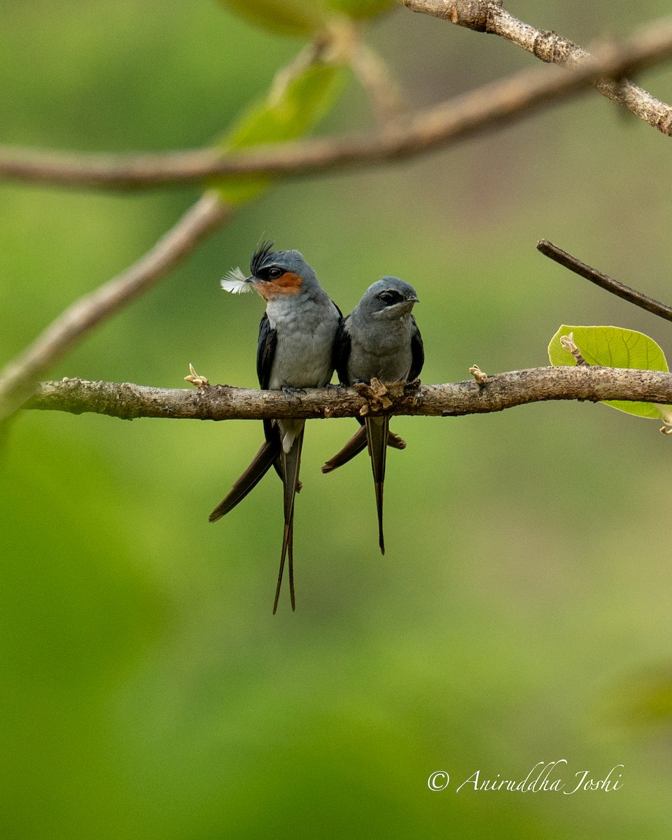 Crested Treeswift - Aniruddha Joshi