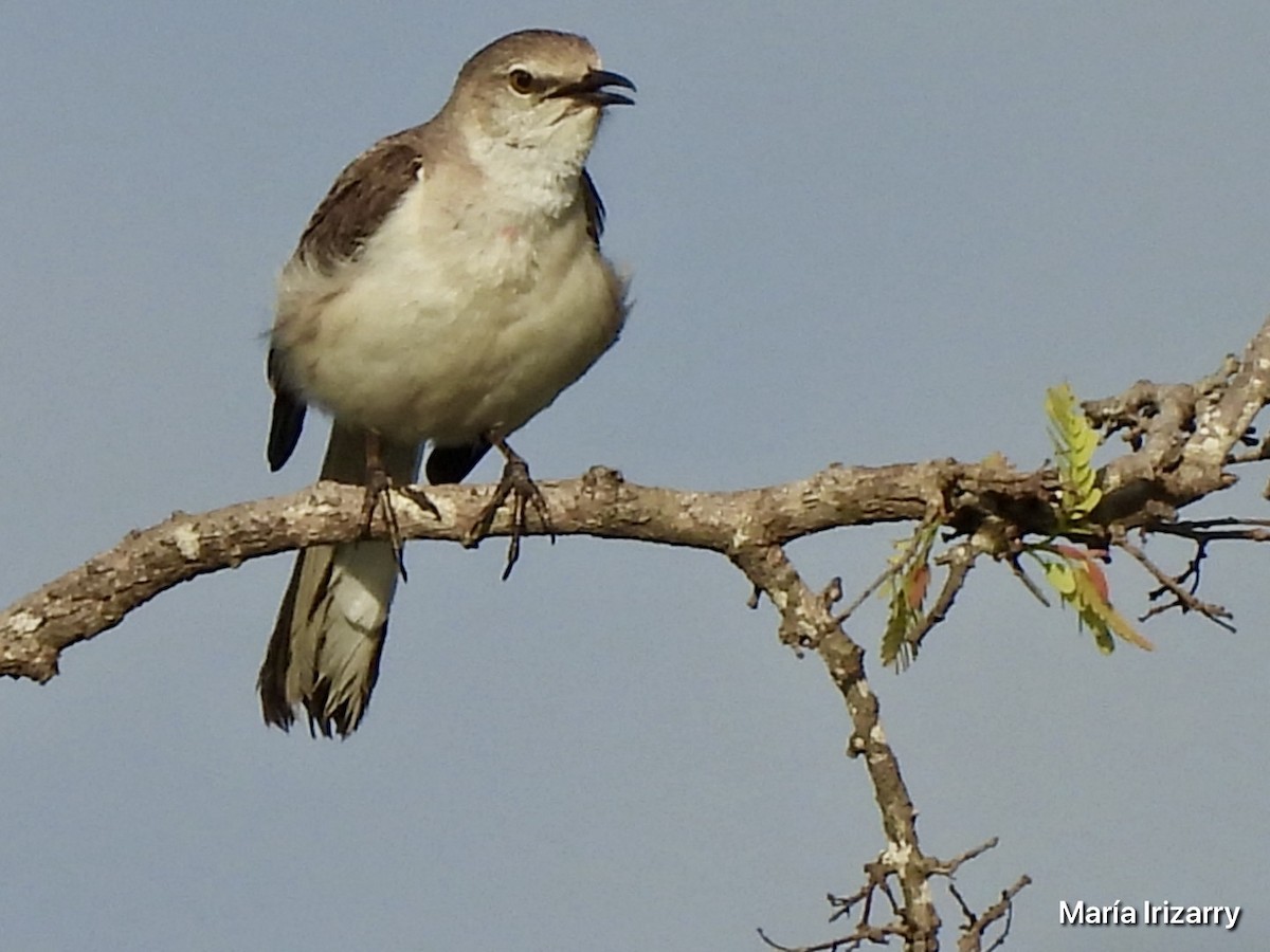 Northern Mockingbird - Maria del R Irizarry Gonzalez