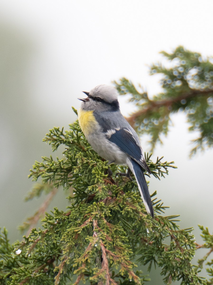 Azure Tit (Yellow-breasted) - Frank Severson