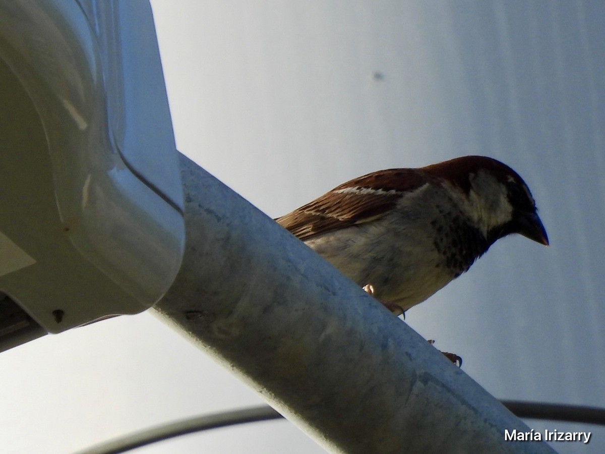 House Sparrow - Maria del R Irizarry Gonzalez