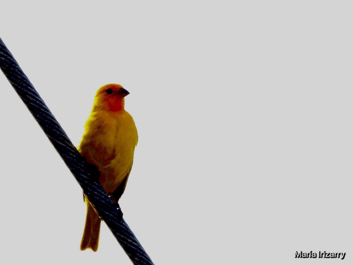 Saffron Finch - Maria del R Irizarry Gonzalez