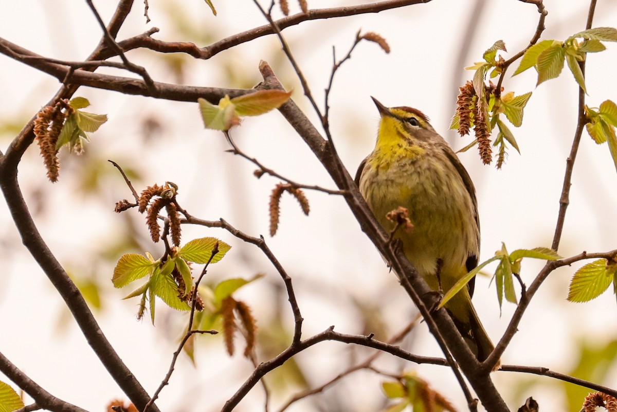 Palm Warbler - Ian Somerville