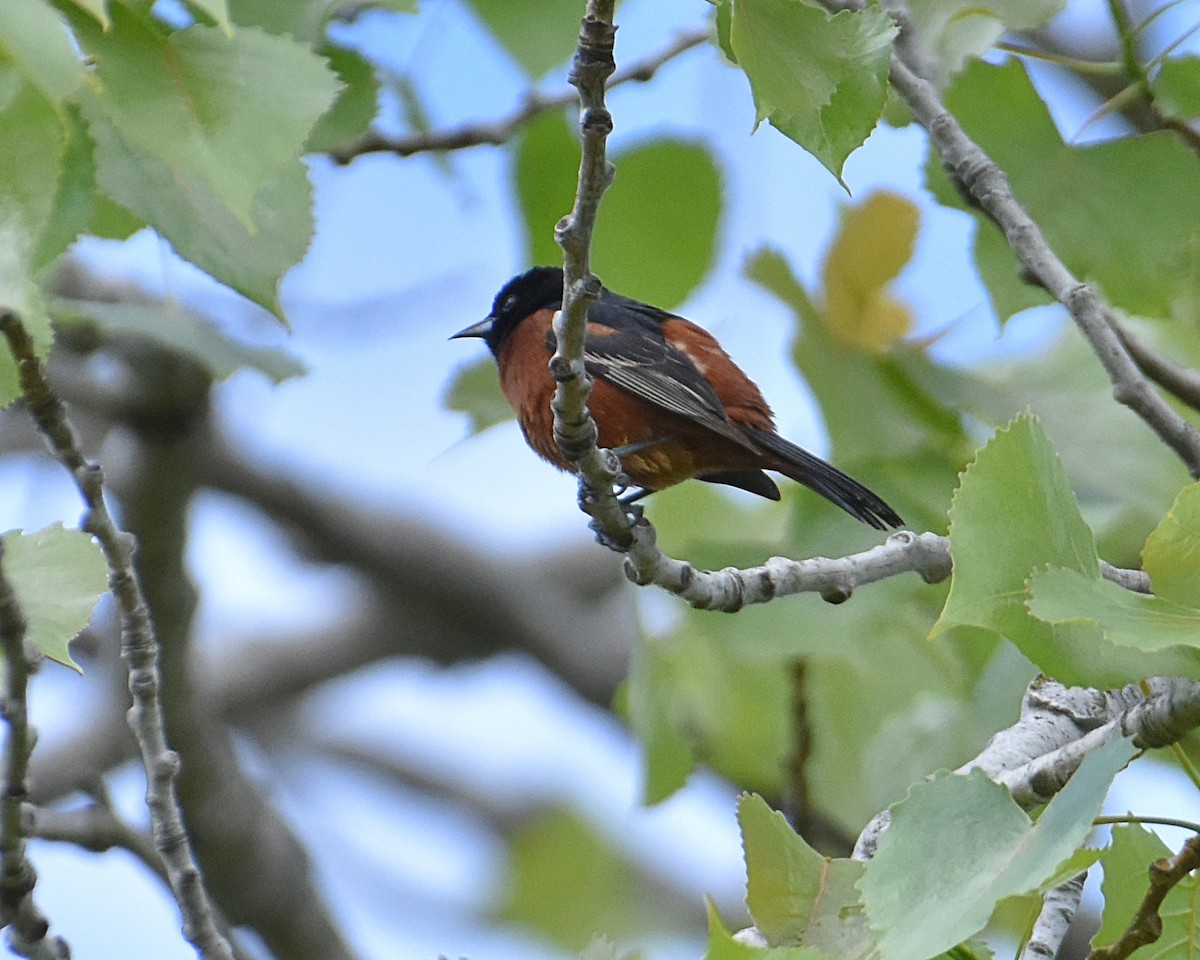 Orchard Oriole - Brian Hicks