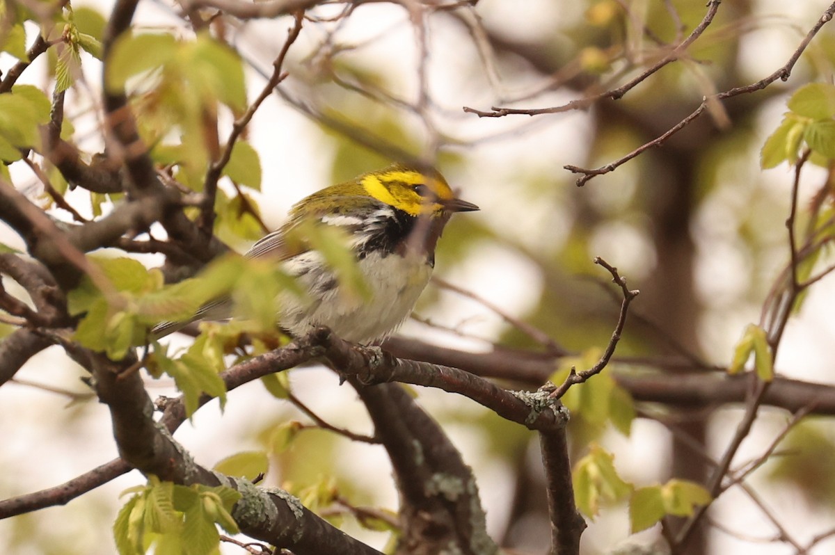 Black-throated Green Warbler - Ian Somerville