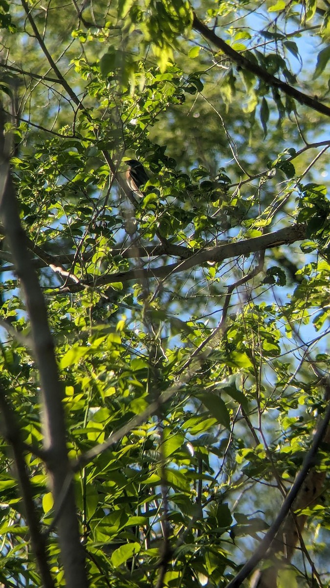 Lazuli Bunting - Uriah Soenksen