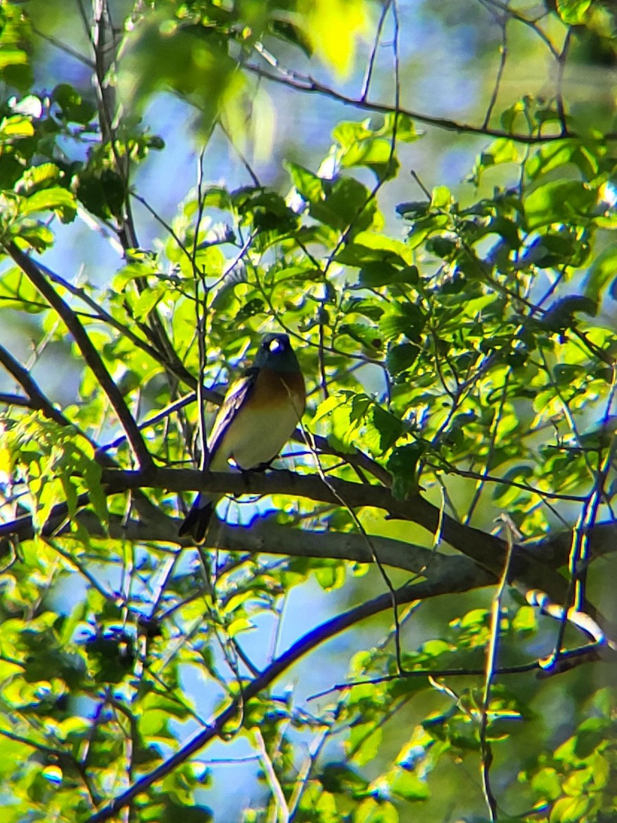 Lazuli Bunting - Uriah Soenksen