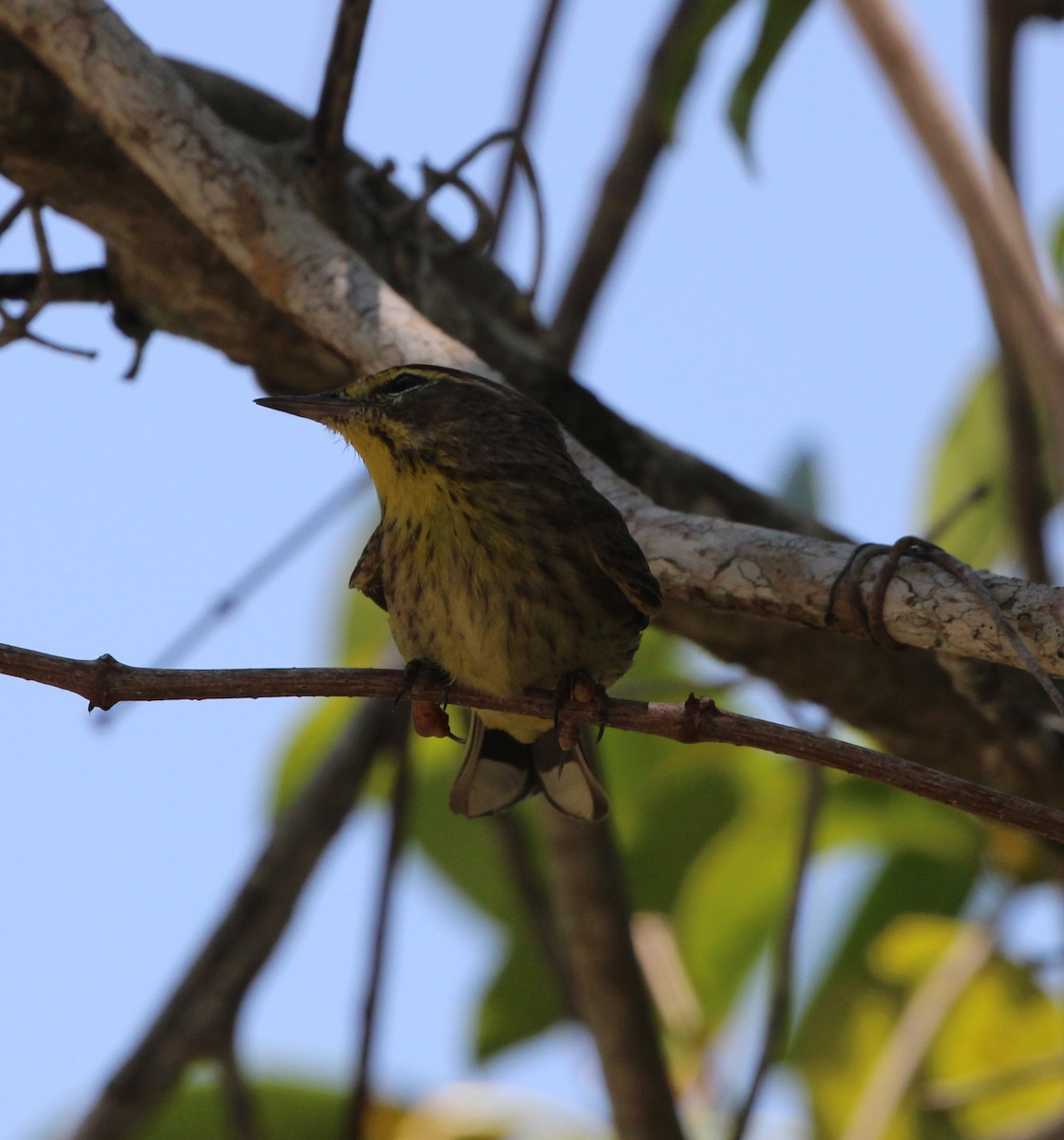 Palm Warbler - ML618808848