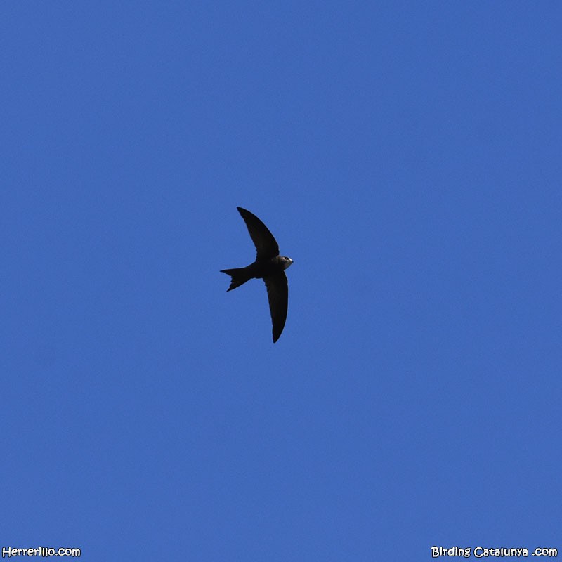 Common Swift - Enric Pàmies