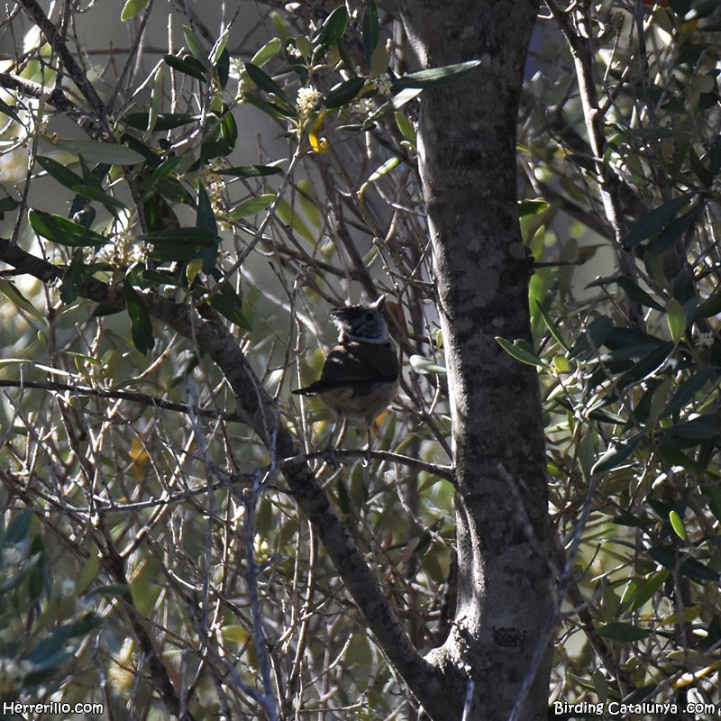 Crested Tit - Enric Pàmies