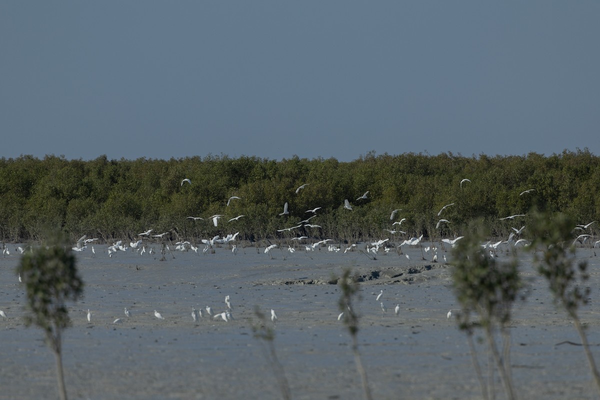 Little Egret (Australasian) - ML618808868