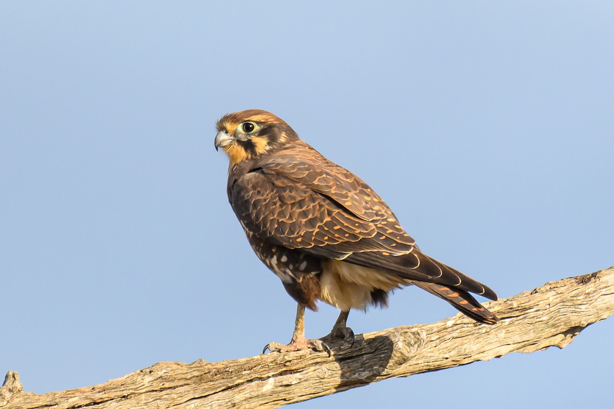 Brown Falcon - ML618808901