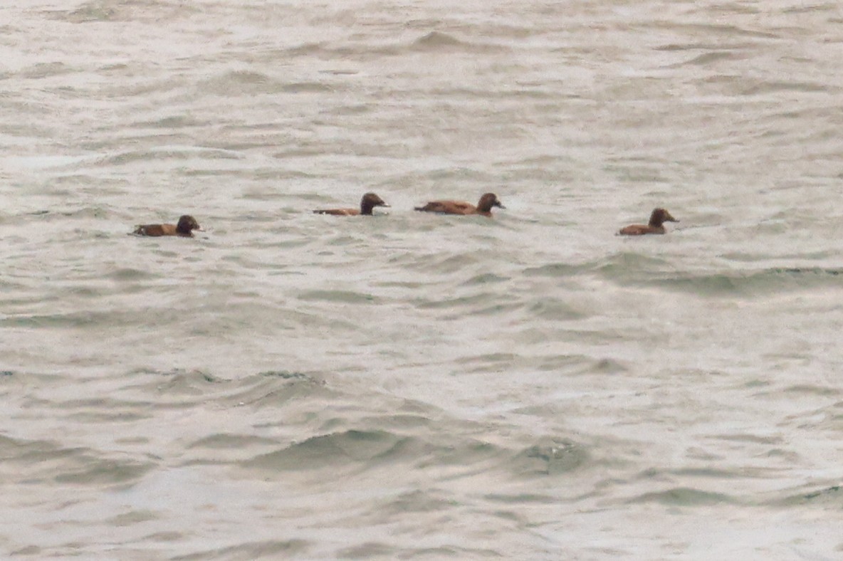 White-winged Scoter - Ian Somerville