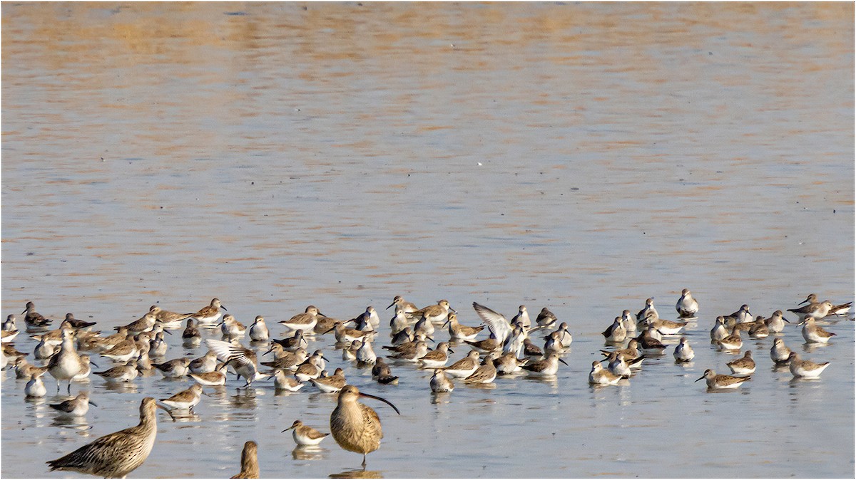 Dunlin - 대준 유