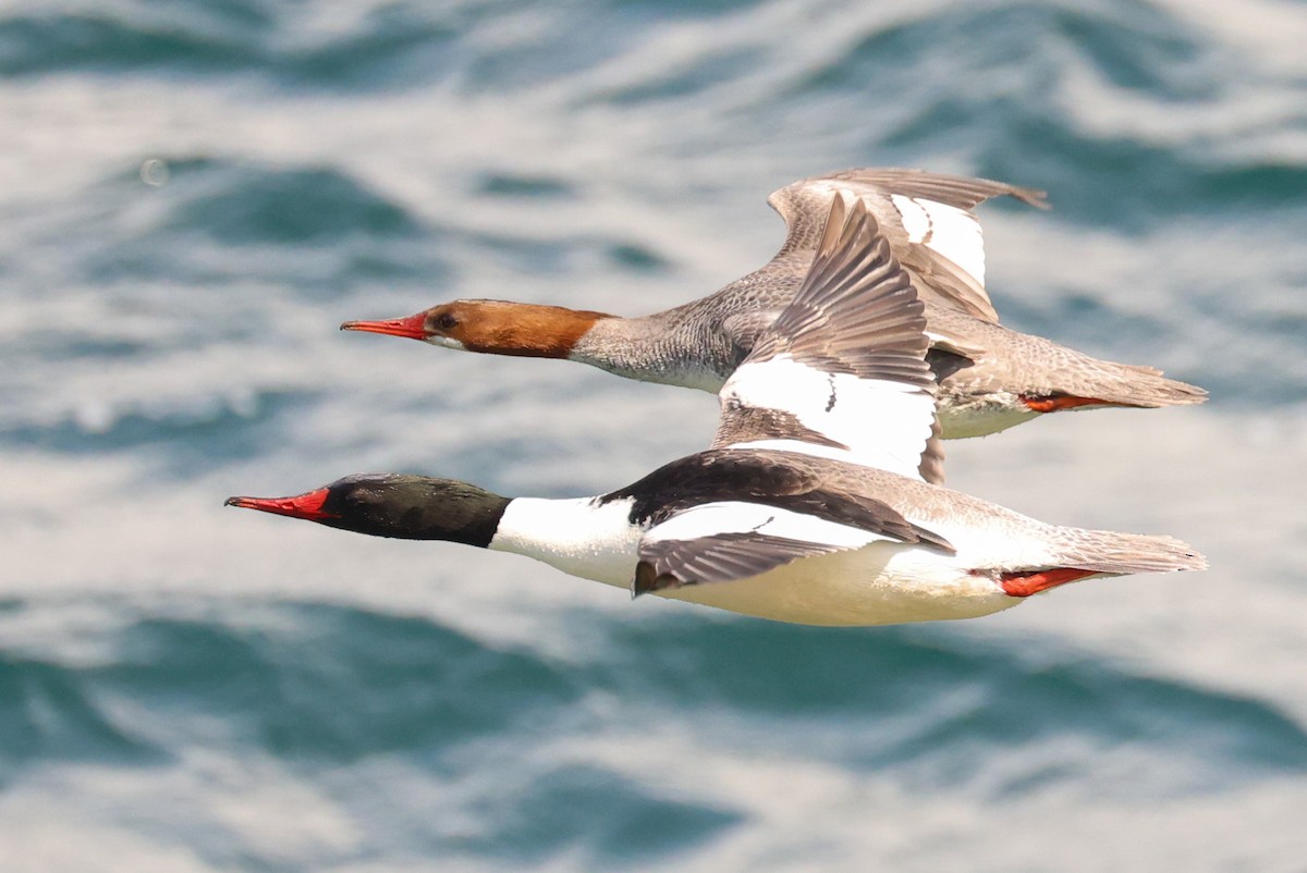 Common Merganser - Ian Somerville