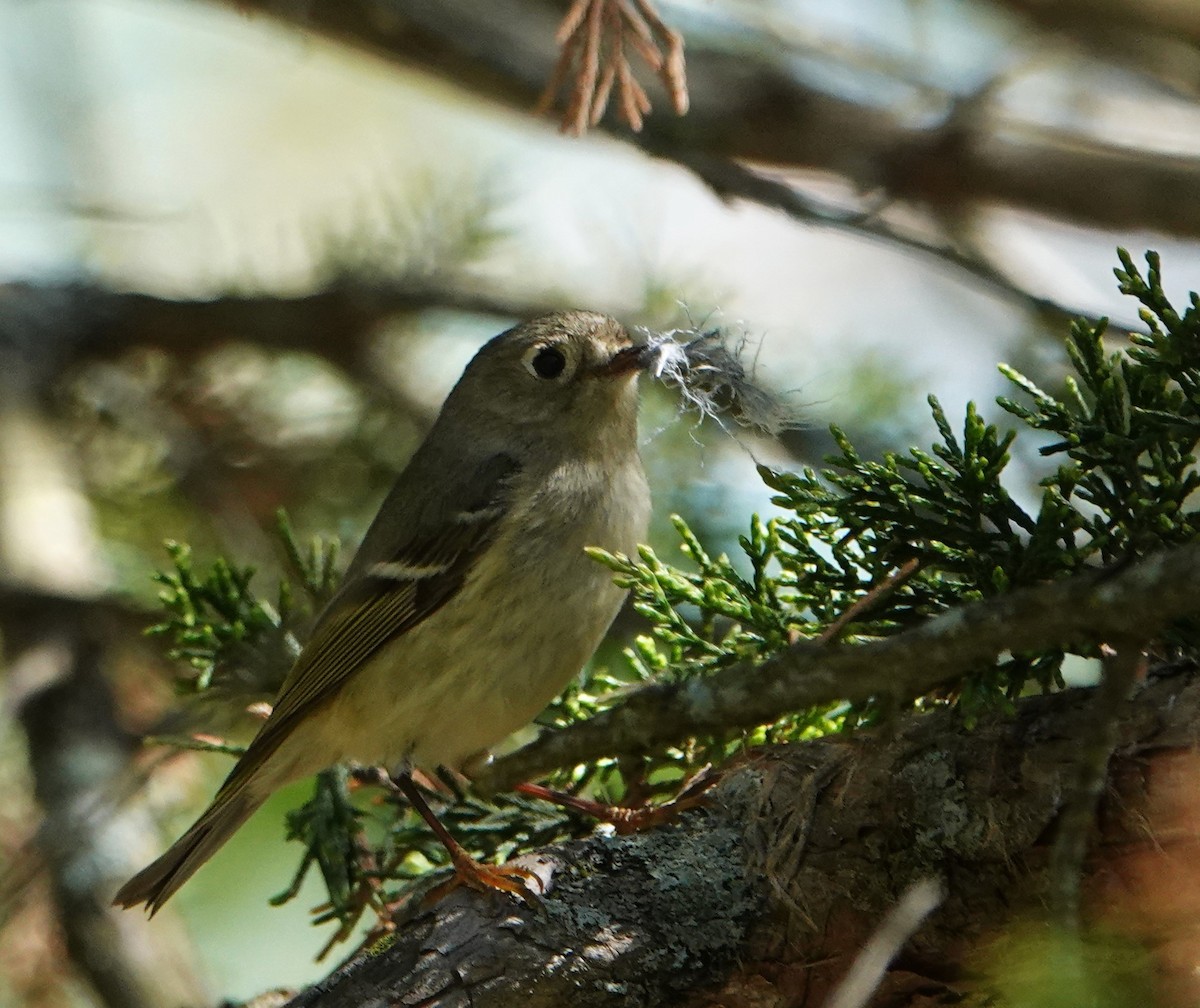 Ruby-crowned Kinglet - Steve Mayo