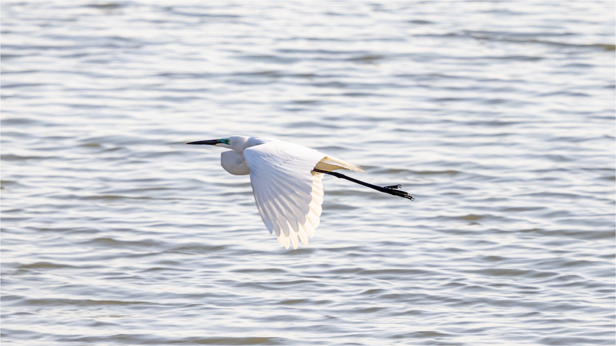 Great Egret - 대준 유