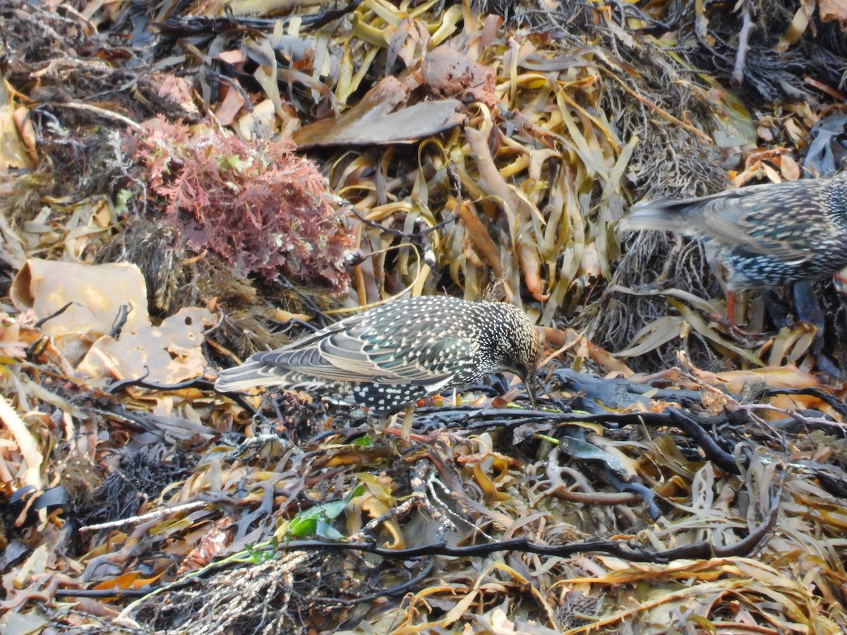 European Starling - Andrew Guy