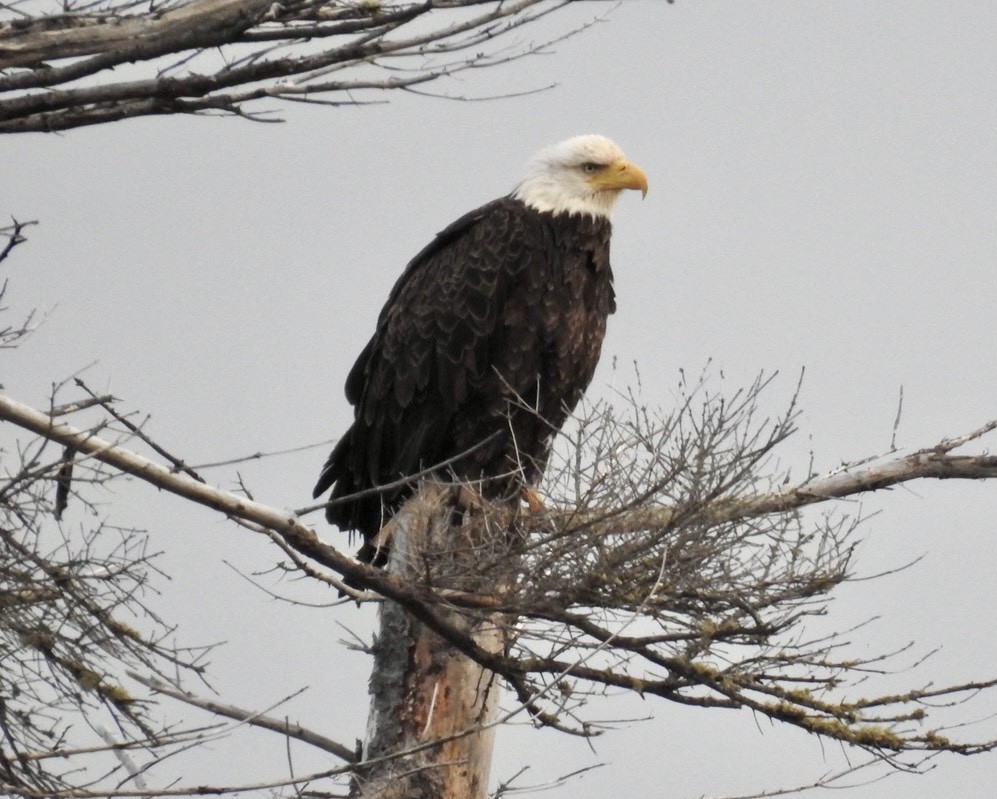 Bald Eagle - Cindy Esau