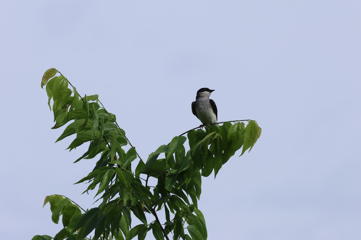 Eastern Kingbird - Vern Bothwell