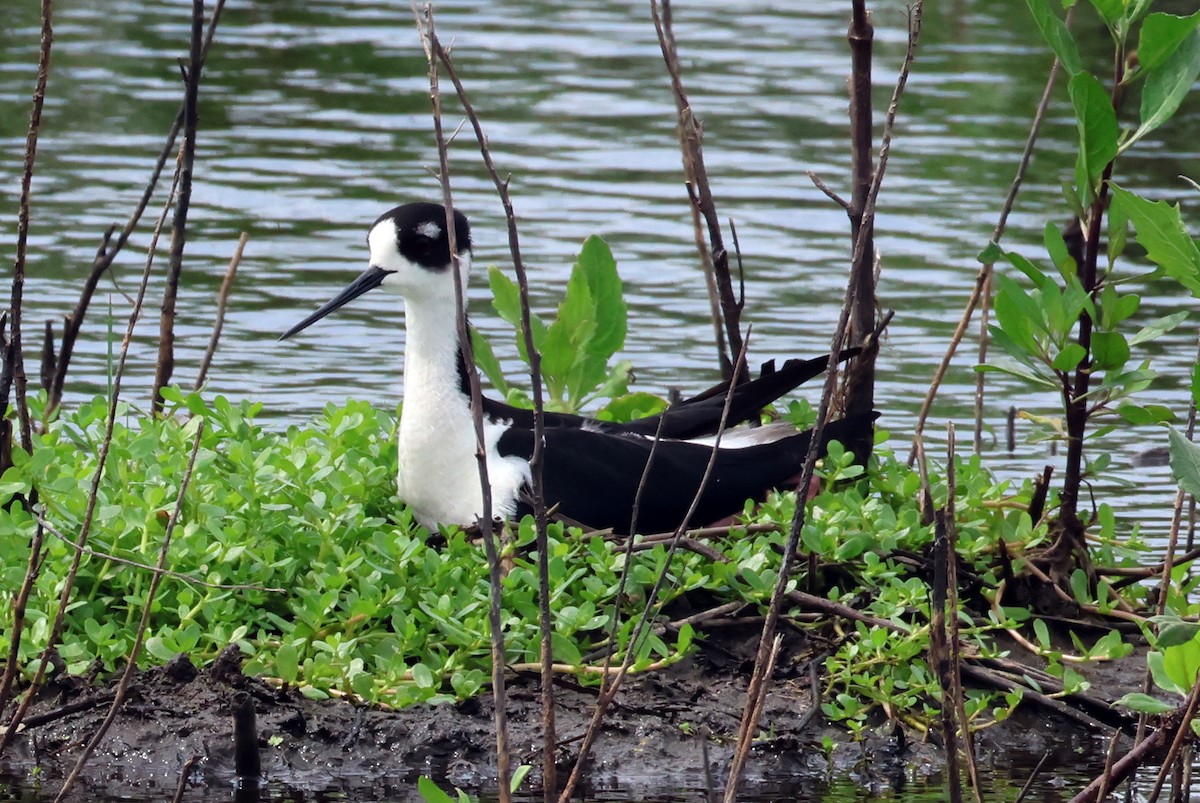 Black-necked Stilt - Vern Bothwell