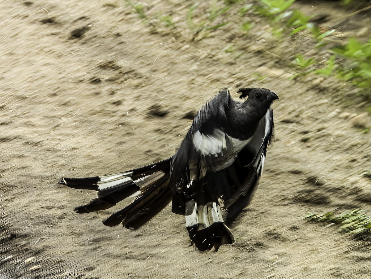 White-bellied Go-away-bird - Hila Meyer Izmirli