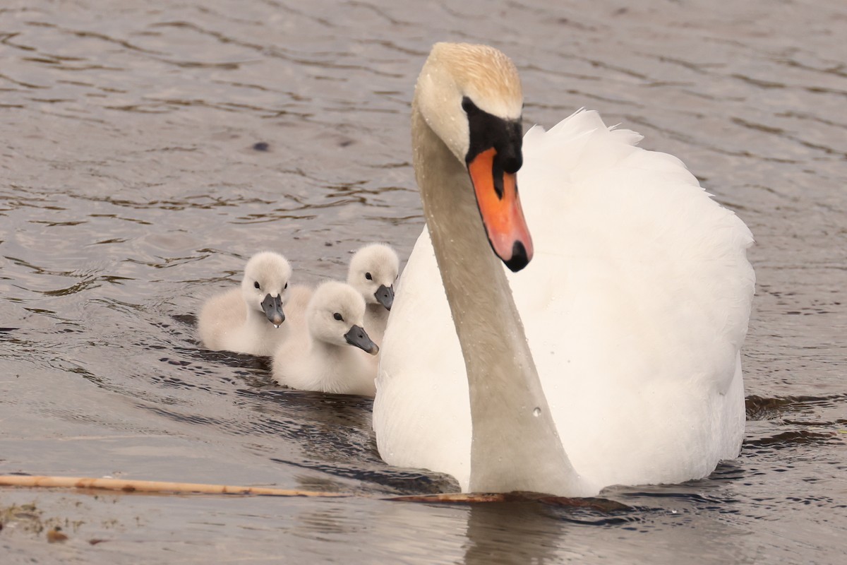 Mute Swan - Ian Somerville