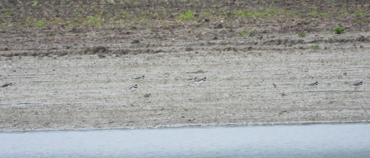 Common Ringed Plover - Jürgen  Lehnert