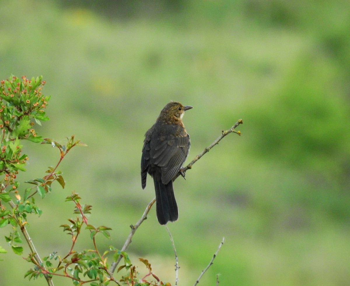 Eurasian Blackbird - Fernando T Rico