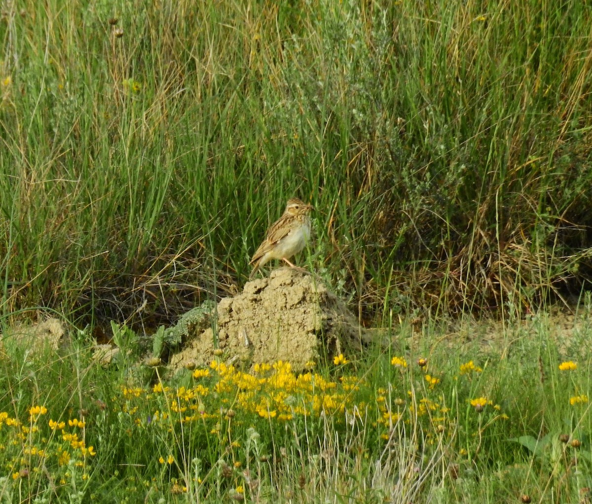 Wood Lark - Fernando T Rico