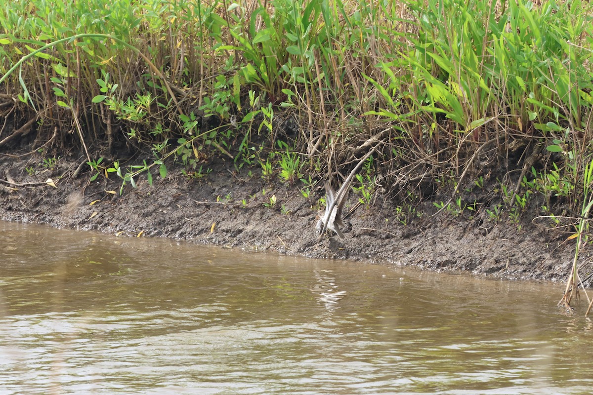 Spotted Sandpiper - Vern Bothwell