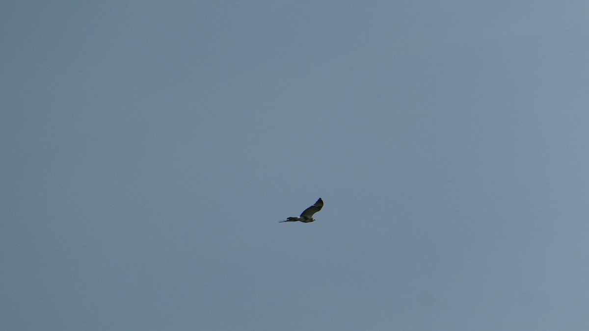 Common Buzzard - Peter Christianen