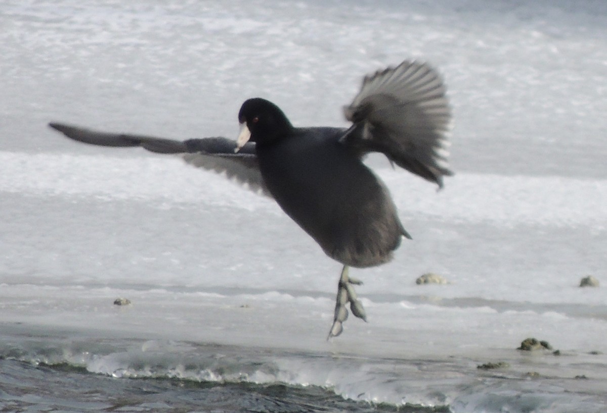 American Coot - ML618809004