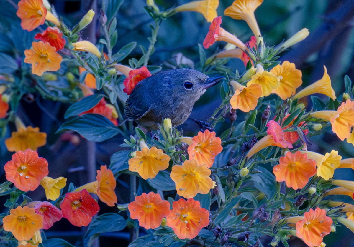 Rusty Flowerpiercer - Gerhard Josef Bauer