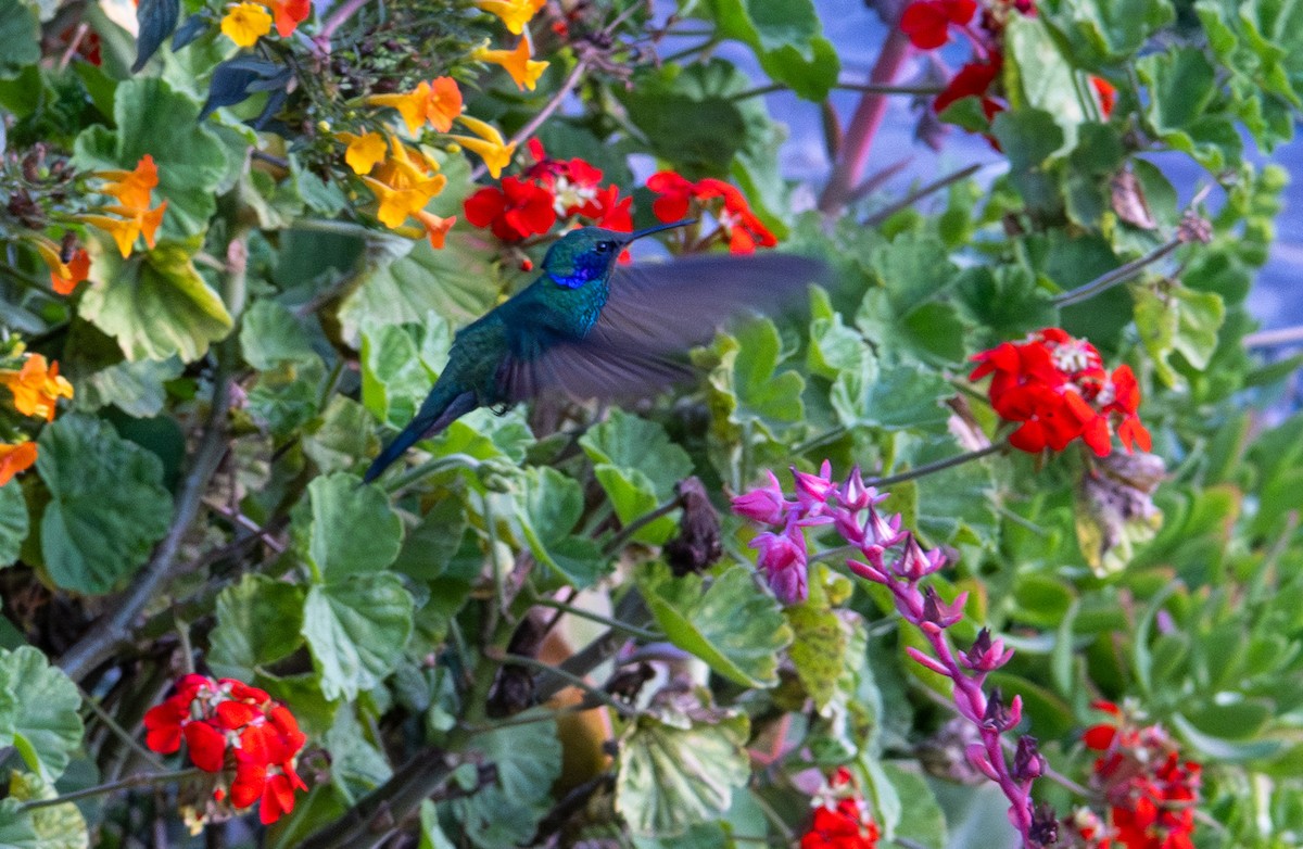 Lesser Violetear - Gerhard Josef Bauer