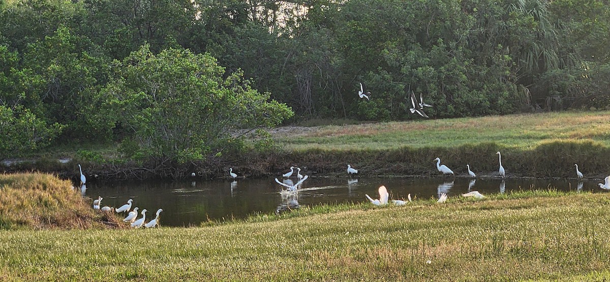 Black Skimmer - Meichelle Long