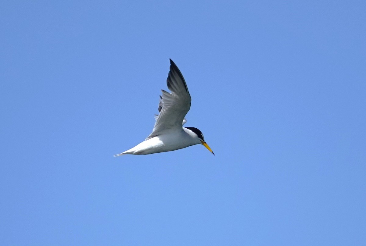 Little Tern - Edurne Ugarte