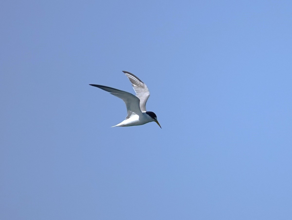 Little Tern - Edurne Ugarte