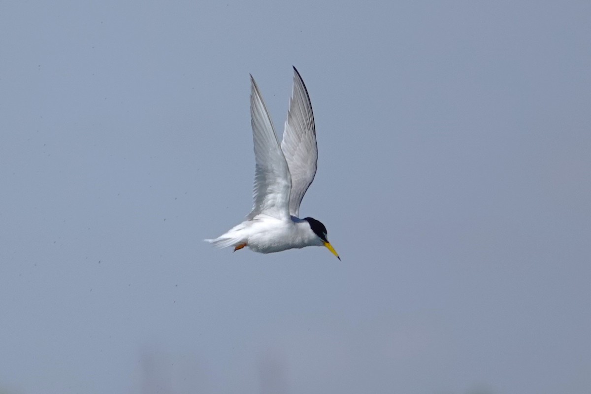 Little Tern - Edurne Ugarte