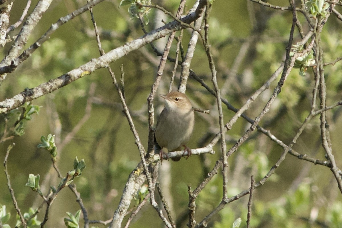 Savi's Warbler - Brian McCloskey