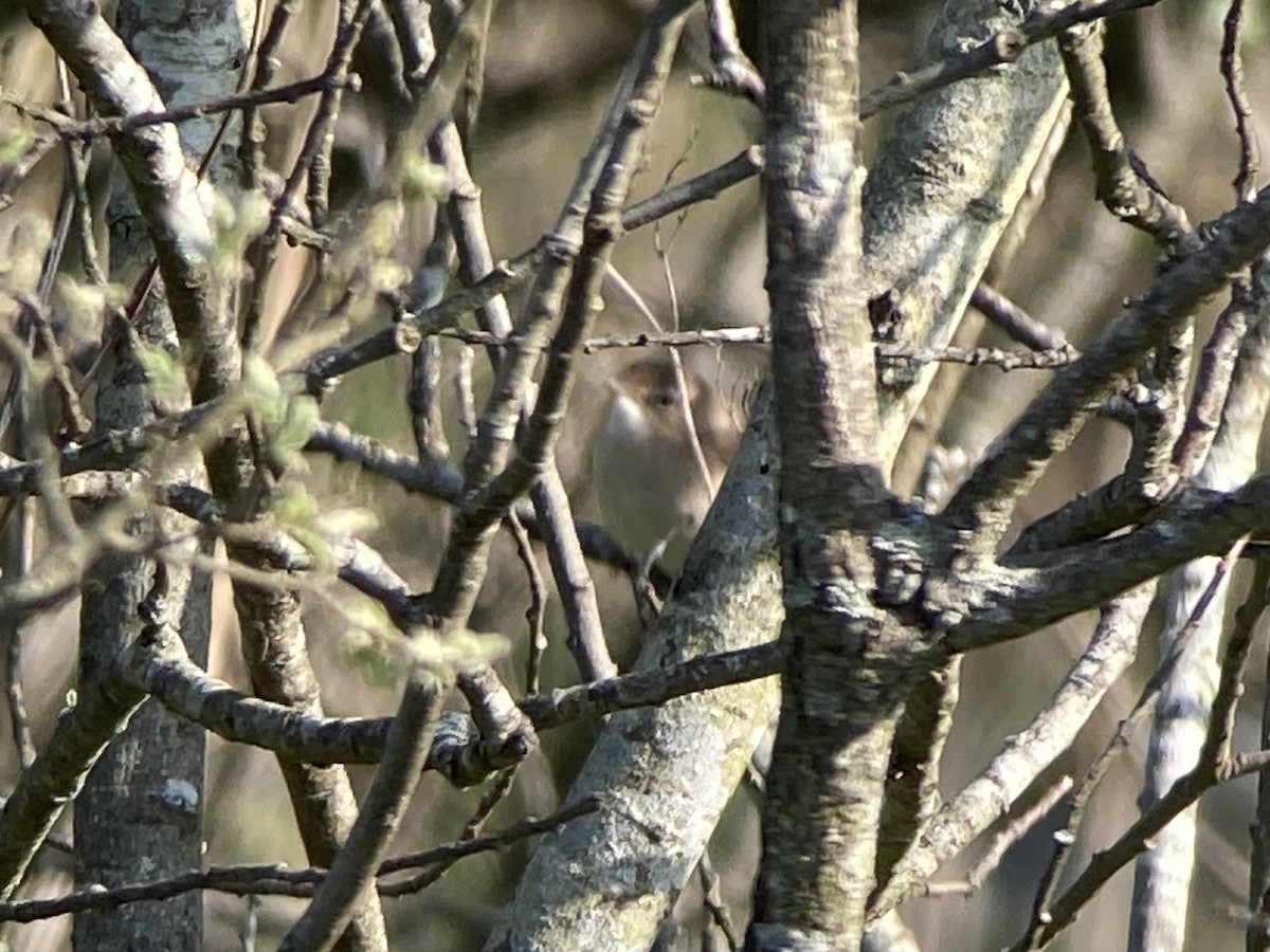 Savi's Warbler - Brian McCloskey