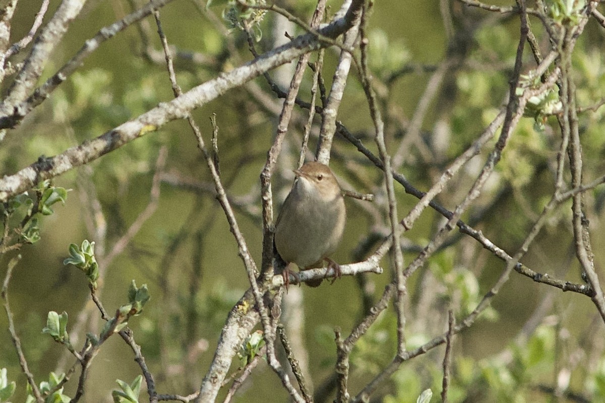 Savi's Warbler - Brian McCloskey