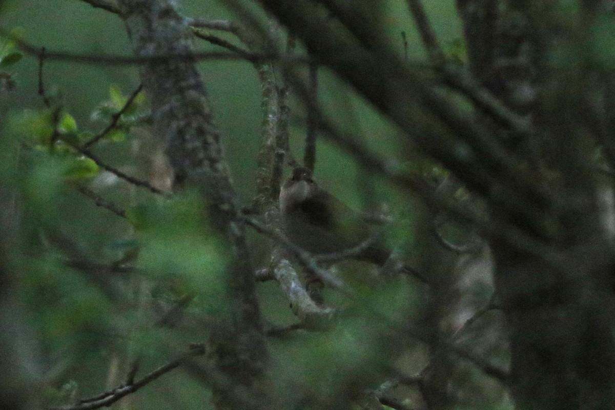 Savi's Warbler - ML618809032