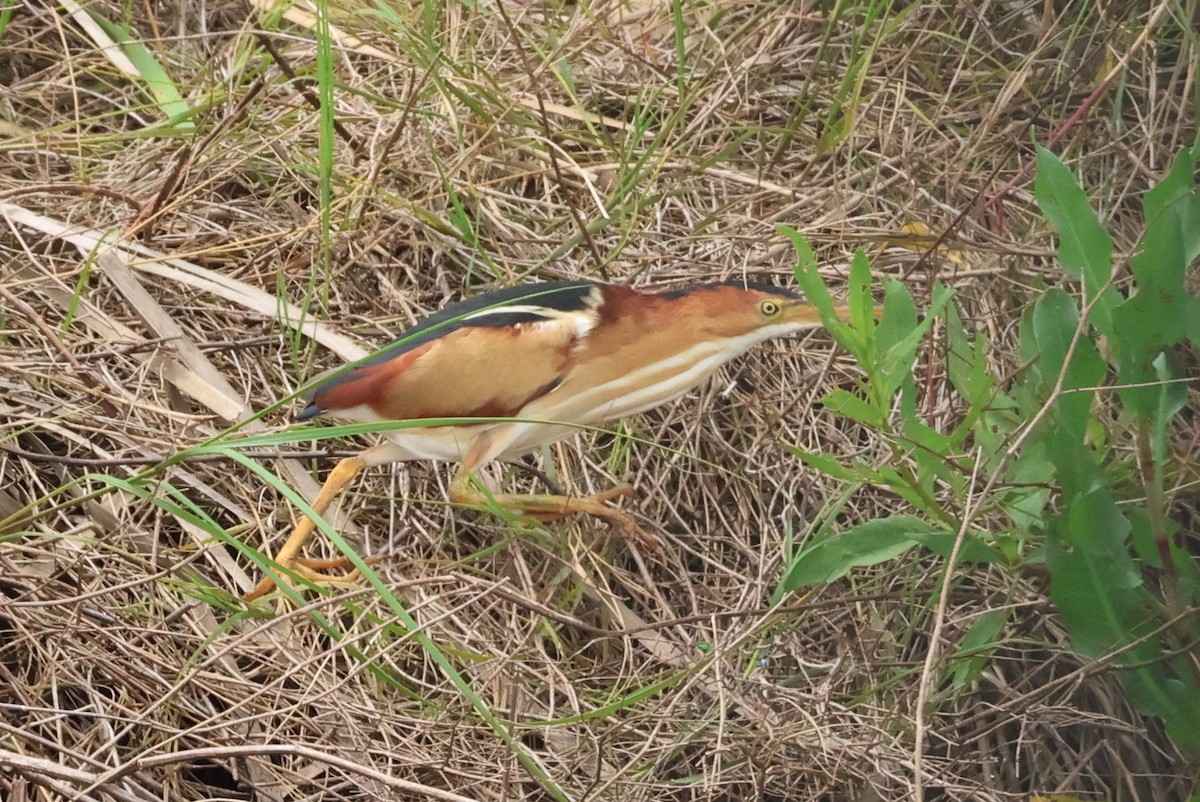 Least Bittern - Vern Bothwell